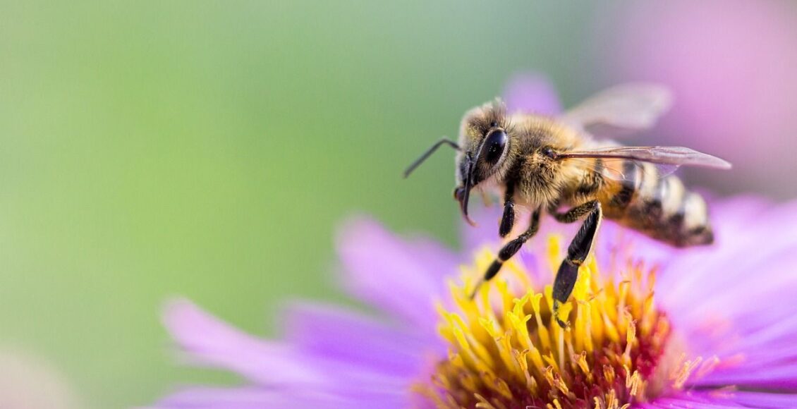 Qu'est-ce qui se plante en juillet ?