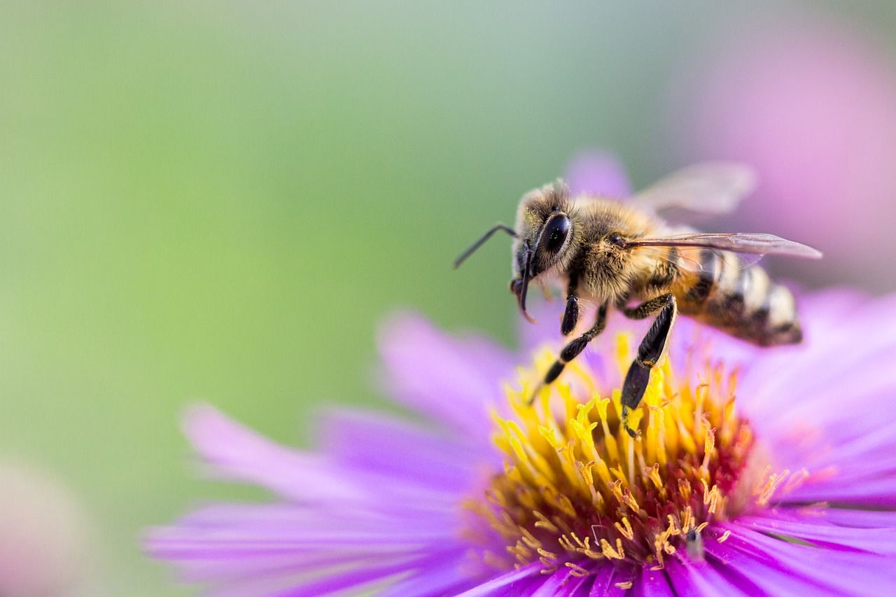 abeille-plante-mellifere