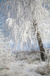Arbre d'hiver