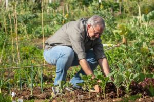 associer legumes potager