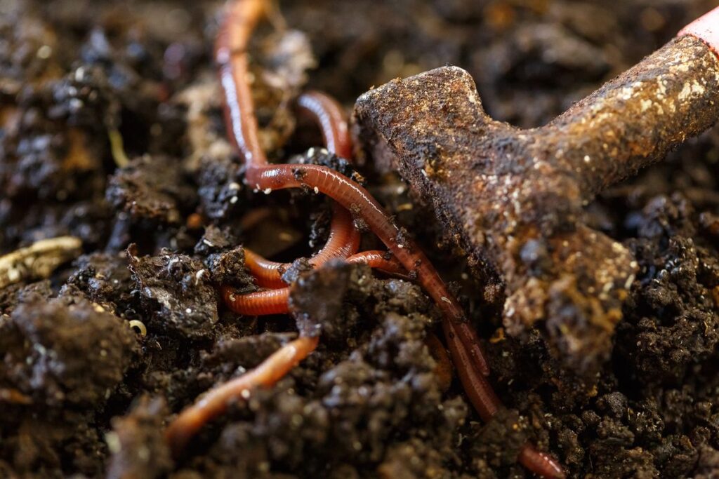 lombriculture
