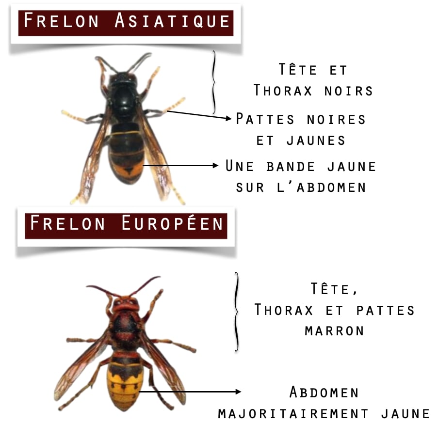 differences-frelon-asiatique-europeen
