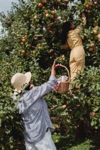 Arbre fruitier 