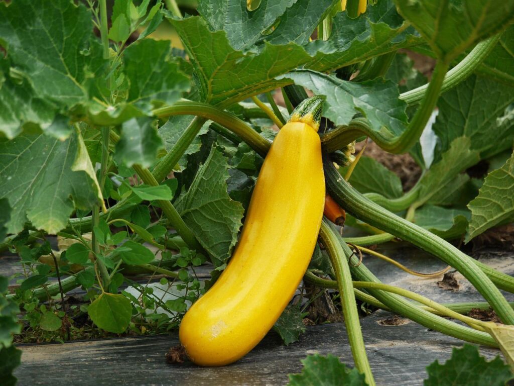 cultiver courgette jardin
