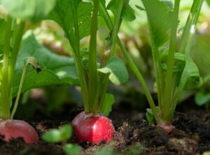 cultiver radis