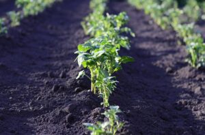 germination des pommes de terre