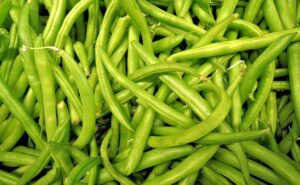 haricots verts à rames
