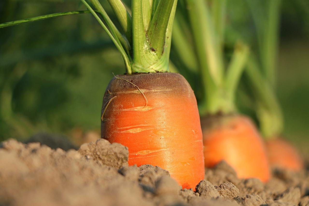 planter des graines de carotte