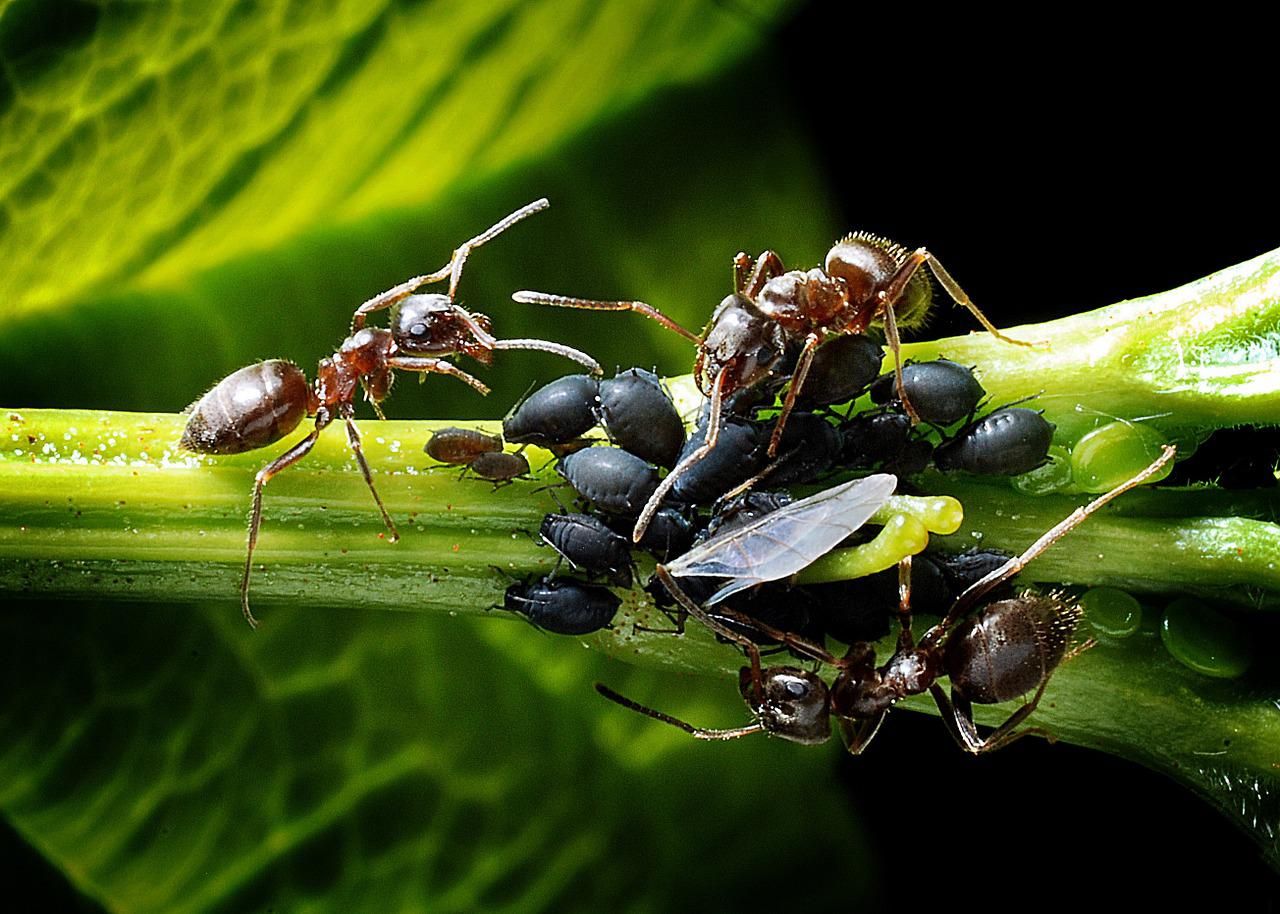 pucerons fourmis