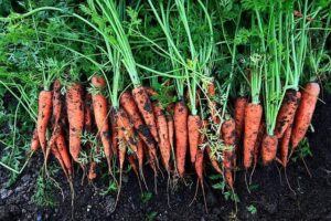 semer des carottes