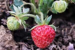 variétes de fraises