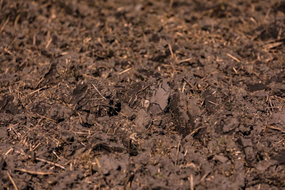 La terre végétale, un apport nutritif indispensable à votre potager — free download