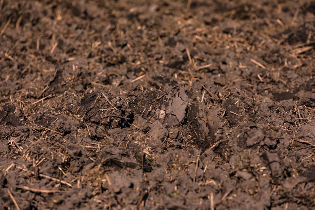 La terre végétale, un apport nutritif indispensable à votre potager — free download