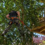 pourquoi-tailler-arbres